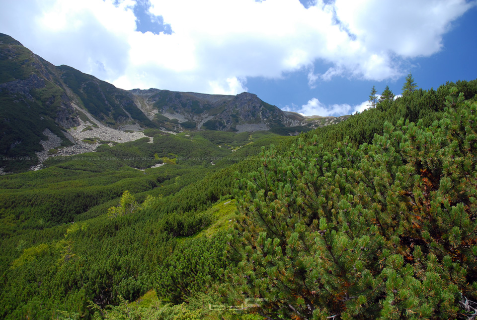 Az erdőből kiérve elénk tárult a nyereg és, valószínűleg, a Catunului-csúcs.
