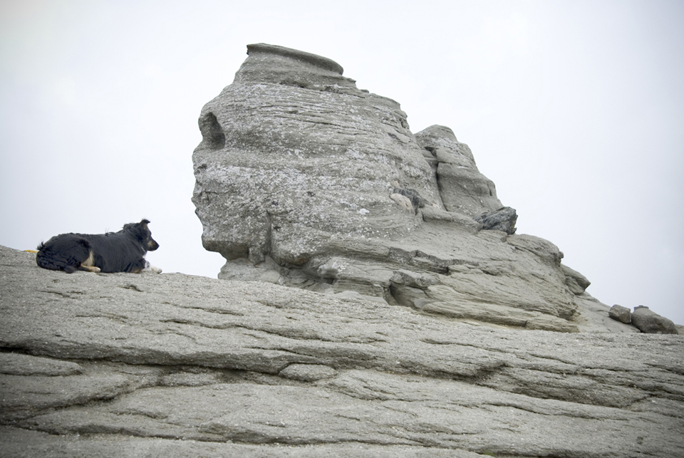 Szfinx és kutya profil.