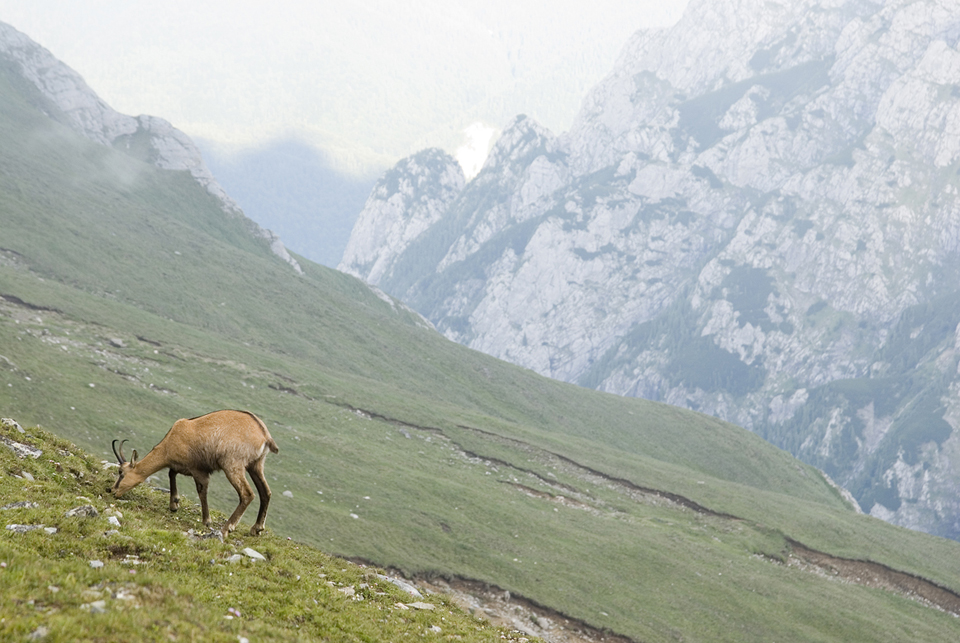 Ritka pillanat ilyen közelről látni zergét. Az Omu csúcs közelében legelt.